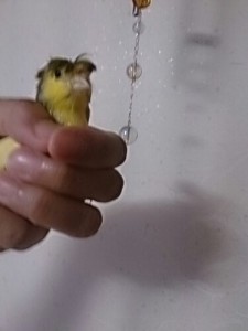 ウィンドチャイムとボニー