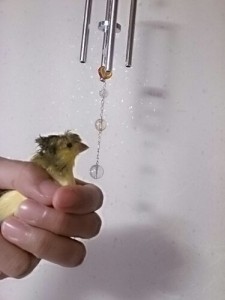 ウィンドチャイムとボニー